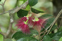 Syzygium laetum